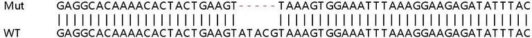 Sanger Sequencing - Human CD47 knockout HEK-293T cell line (AB266324)