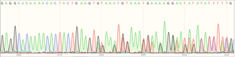 Sanger Sequencing - Human CD47 knockout HEK-293T cell line (AB266324)