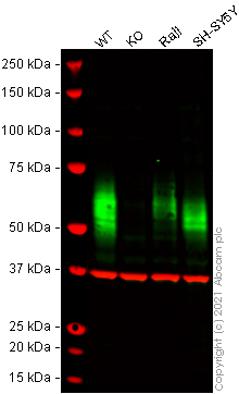 Western blot - Human CD58 knockout HeLa cell lysate (AB257880)