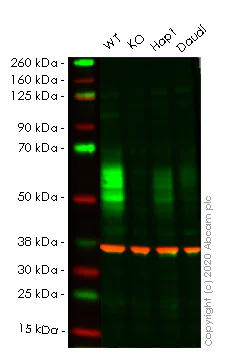 Western blot - Human CD58 knockout HeLa cell lysate (AB257880)