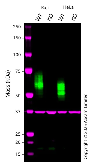 Western blot - Human CD58 knockout Raji cell line (AB290422)