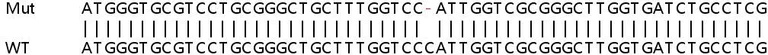 Sanger Sequencing - Human CD70 knockout HeLa cell lysate (AB257385)