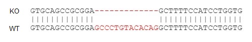 Sanger Sequencing - Human CD74 knockout Raji cell line (ab273378), expandable thumbnail