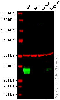 Western blot - Human CD74 knockout Raji cell line (AB273378), expandable thumbnail