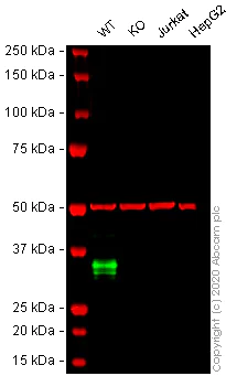 Western blot - Human CD74 knockout Raji cell line (AB273378)