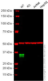 Western blot - Human CD74 knockout Raji cell line (AB273378)