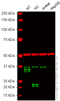 Western blot - Human CD74 knockout Raji cell line (AB273378), expandable thumbnail