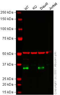 Western blot - Human CD74 knockout Raji cell line (AB273876), expandable thumbnail