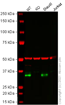 Western blot - Human CD74 knockout Raji cell line (AB273876)