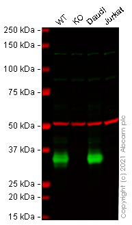 Western blot - Human CD74 knockout Raji cell line (AB273876), expandable thumbnail