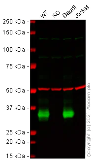 Western blot - Human CD74 knockout Raji cell line (AB273876)