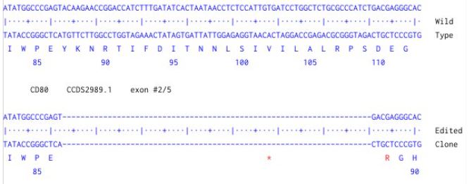 Next Generation Sequencing - Human CD80 knockout HCT116 cell line (AB287298), expandable thumbnail