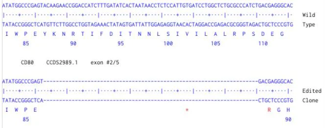 Next Generation Sequencing - Human CD80 knockout HCT116 cell line (AB287298)