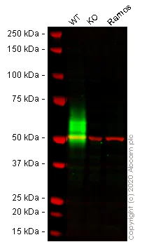 Western blot - Human CD80 knockout Raji cell lysate (AB273827)