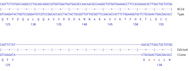 Human CD81 knockout THP1 cell line