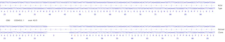 Next Generation Sequencing - Human CD83 knockout Raji cell line (AB277183)