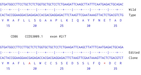 Next Generation Sequencing - Human CD86 knockout Raji cell line (AB273858), expandable thumbnail