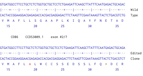 Next Generation Sequencing - Human CD86 knockout Raji cell line (AB273858)
