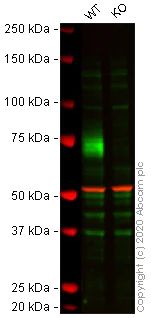Western blot - Human CD86 knockout Raji cell line (AB273858)