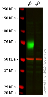 Western blot - Human CD86 knockout Raji cell line (AB273858), expandable thumbnail