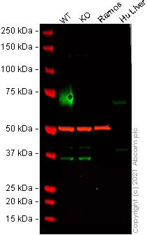 Western blot - Human CD86 knockout Raji cell line (AB273858)
