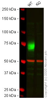Western blot - Human CD86 knockout Raji cell lysate (AB273812)