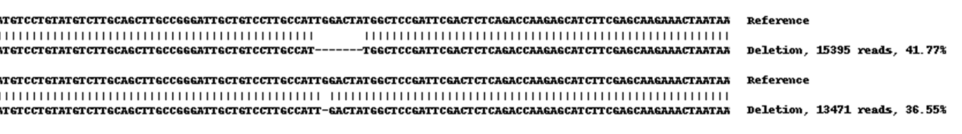 Human CD9 knockout A549 cell line