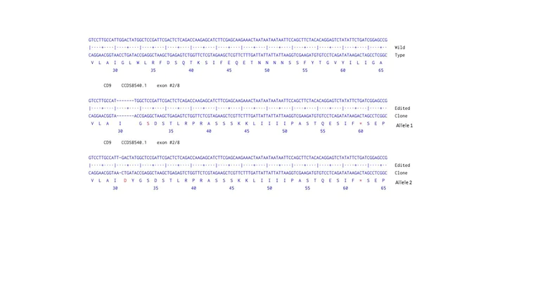 Next Generation Sequencing - Human CD9 knockout A549 cell line (AB261878)
