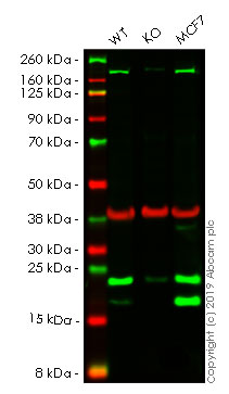 Human CD9 knockout A549 cell lysate