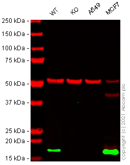 Human CD9 knockout HeLa cell lysate