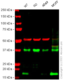 Western blot - Human CD9 knockout HeLa cell lysate (AB263754)