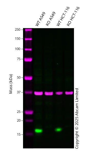 Western blot - Human CDA knockout A549 cell line (AB300883)