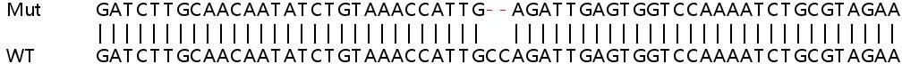 Sanger Sequencing - Human CDC14B knockout HEK-293T cell line (AB266580), expandable thumbnail