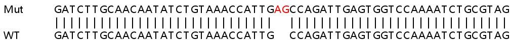 Sanger Sequencing - Human CDC14B knockout HEK-293T cell line (AB266580), expandable thumbnail