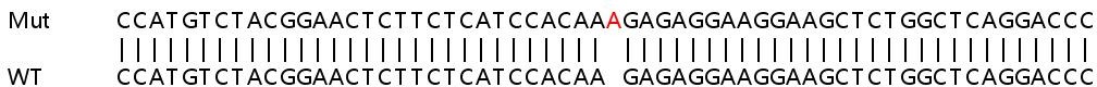 Sanger Sequencing - Human CDC25C knockout HeLa cell lysate (AB257387), expandable thumbnail