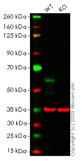 Western blot - Human CDC25C knockout HeLa cell lysate (AB257387), expandable thumbnail