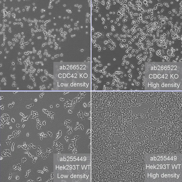 Cell Culture - Human CDC42 knockout HEK-293T cell line (AB266522)