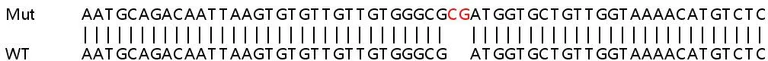 Sanger Sequencing - Human CDC42 knockout HEK-293T cell lysate (AB256868)