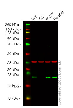 Human CDC42 knockout HEK-293T cell lysate