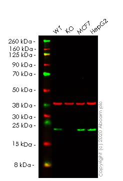 Western blot - Human CDC42 knockout HEK-293T cell lysate (AB256868)