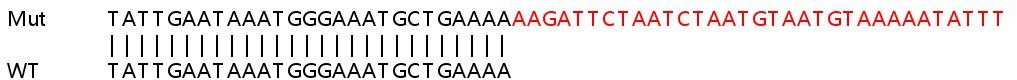 Sanger Sequencing - Human CDC42BPA (CDC42 binding protein kinase alpha) knockout HeLa cell line (AB265622)