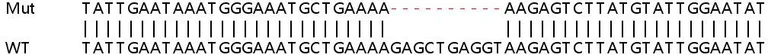 Sanger Sequencing - Human CDC42BPA (CDC42 binding protein kinase alpha) knockout HeLa cell lysate (AB258810)