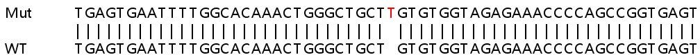 Sanger Sequencing - Human CDC42SE1 knockout HeLa cell line (AB265759)