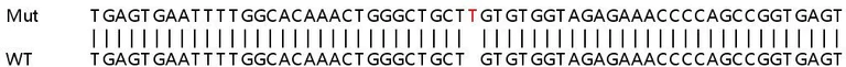 Sanger Sequencing - Human CDC42SE1 knockout HeLa cell lysate (AB263142)