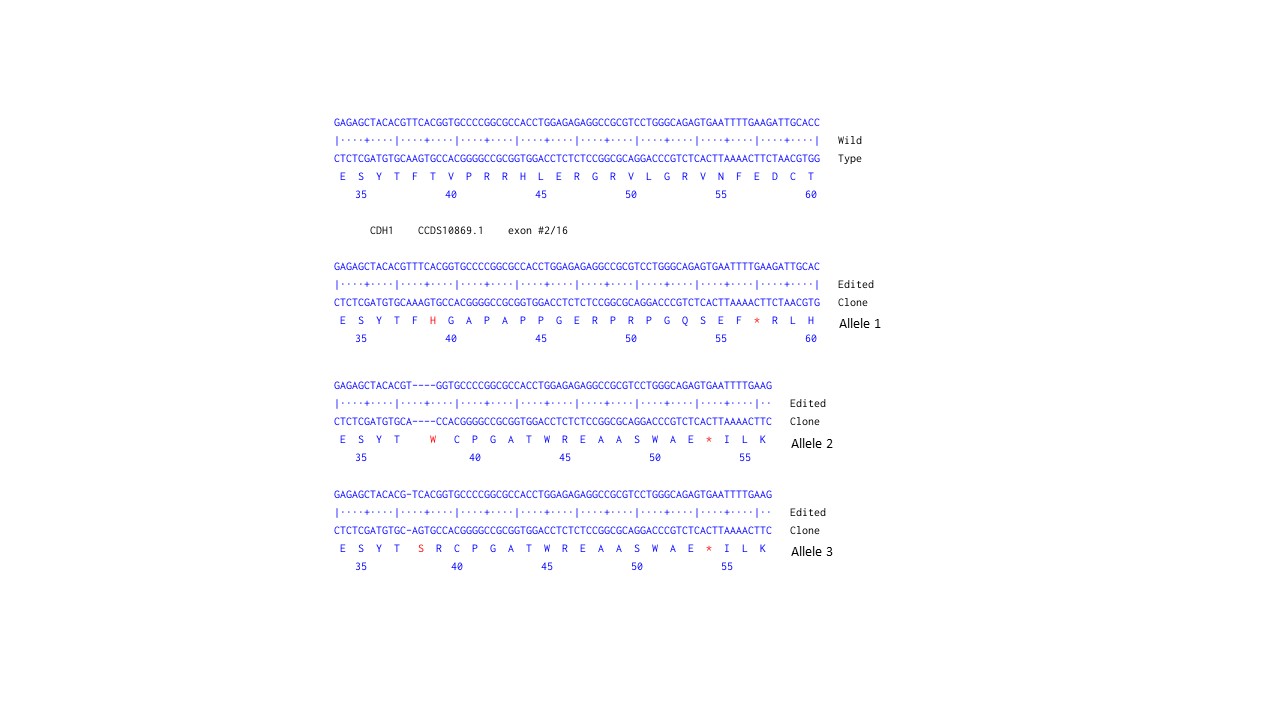 Next Generation Sequencing - Human CDH1 (E Cadherin) knockout A-431 cell line (AB273747), expandable thumbnail