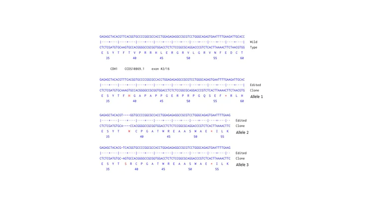 Next Generation Sequencing - Human CDH1 (E Cadherin) knockout A-431 cell line (AB273747)