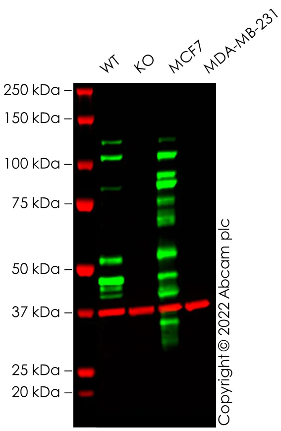 Western blot - Human CDH1 (E Cadherin) knockout A-431 cell line (AB273747)