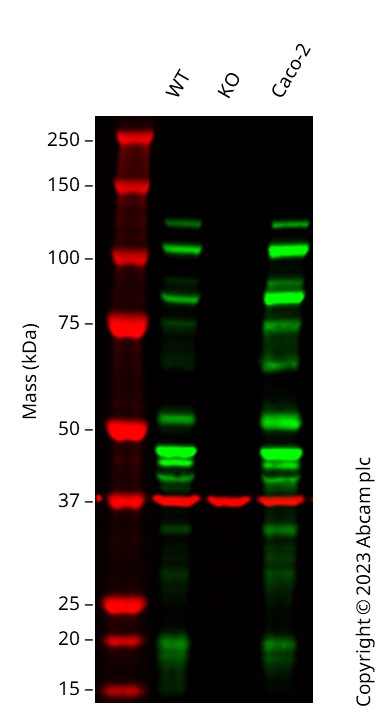 Western blot - Human CDH1 (E Cadherin) knockout A-431 cell line (AB273747), expandable thumbnail