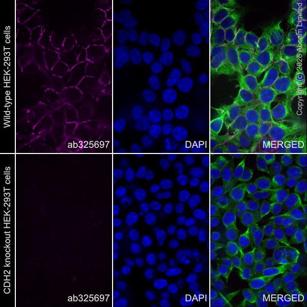 Immunocytochemistry/ Immunofluorescence - Human CDH2 (N Cadherin) knockout HEK-293T cell line (AB255377)