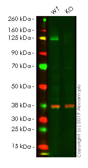 Western blot - Human CDH2 (N Cadherin) knockout HEK-293T cell line (AB255377)